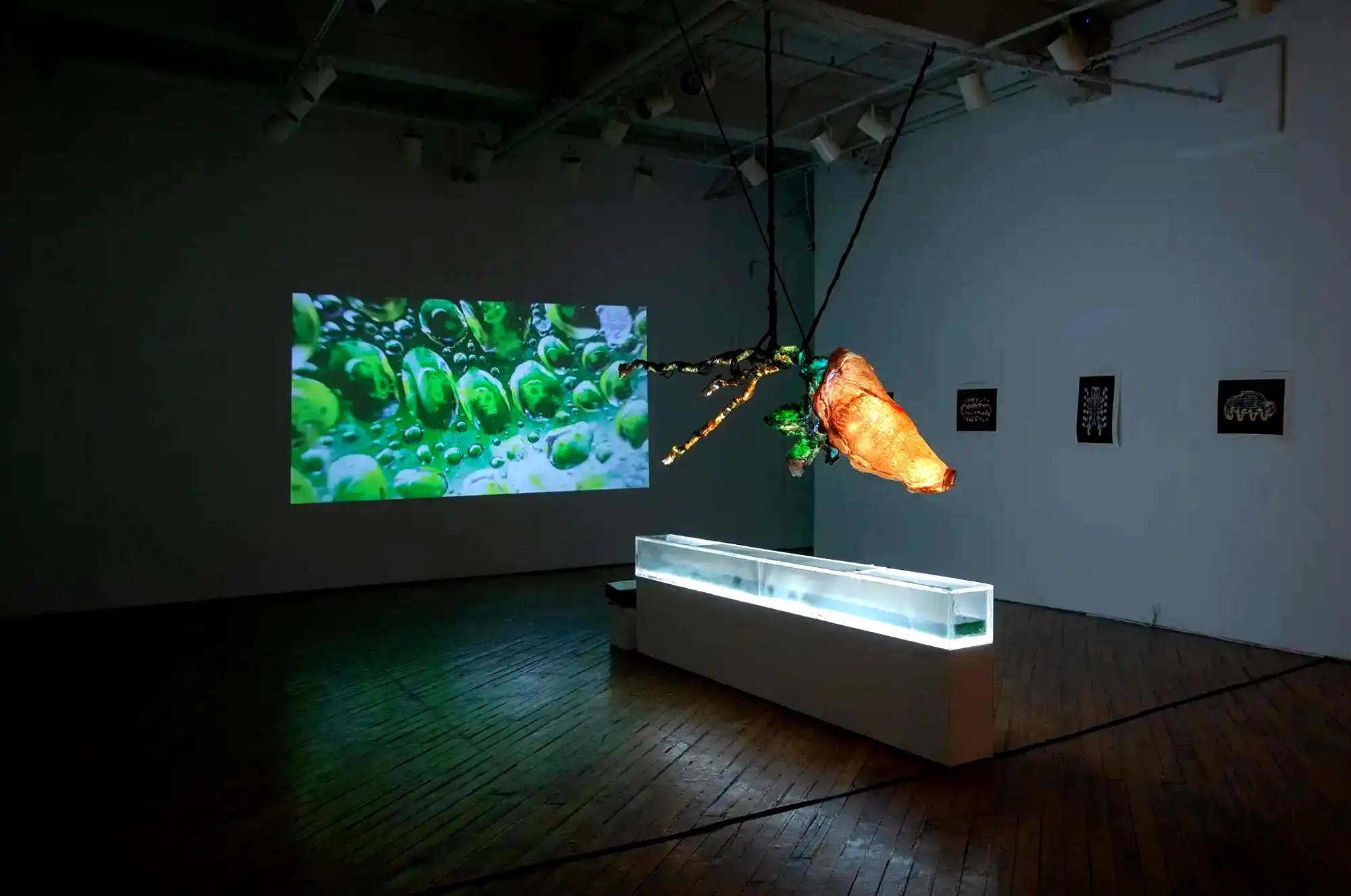 LACE - Living Algae Cyborg Ecosystem